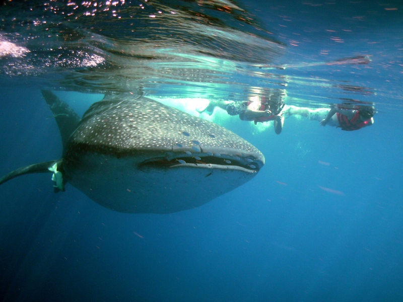 Whale Shark Expedition