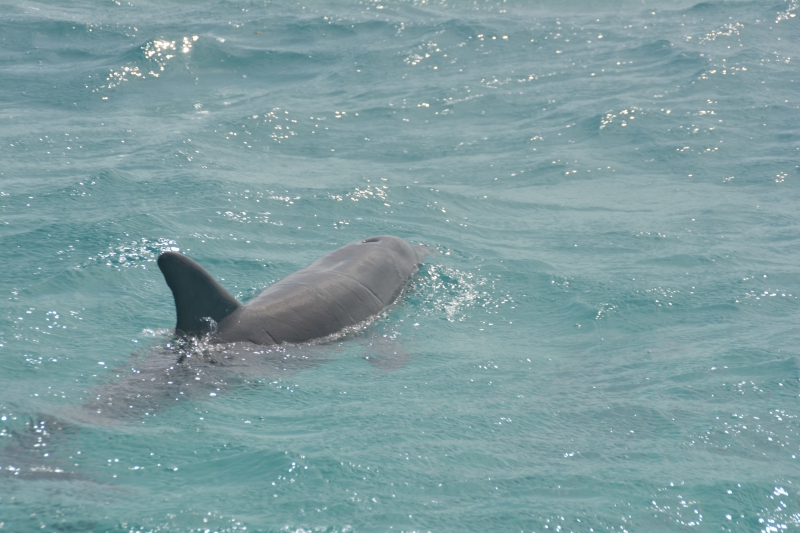 Sian Kaan Boat Safari