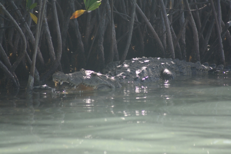 Sian Kaan Boat Safari