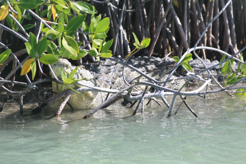 Sian Kaan Boat Safari