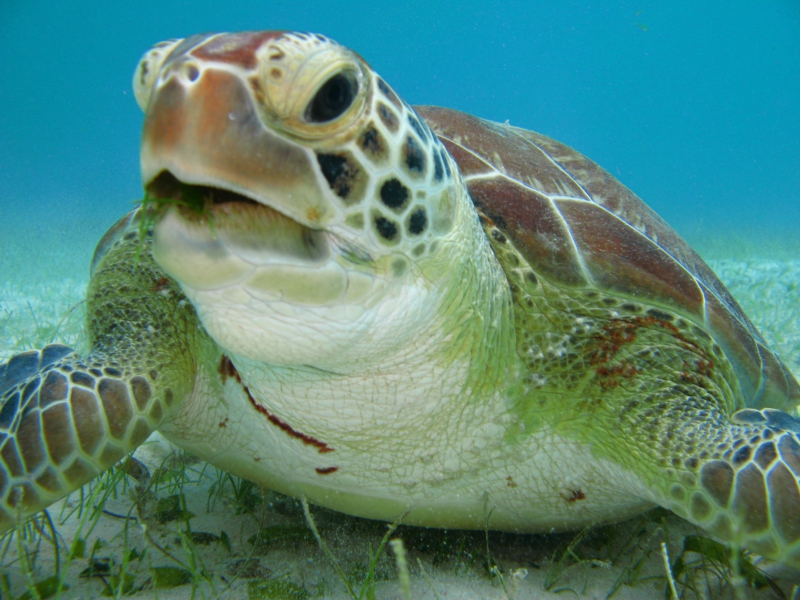 Snorkel Discovery (Tortugas & Cenote)