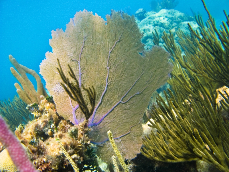 Snorkel Discovery (Tortugas & Cenote)