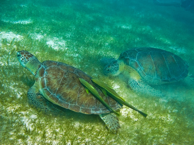 Snorkel Discovery (Tortugas & Cenote)