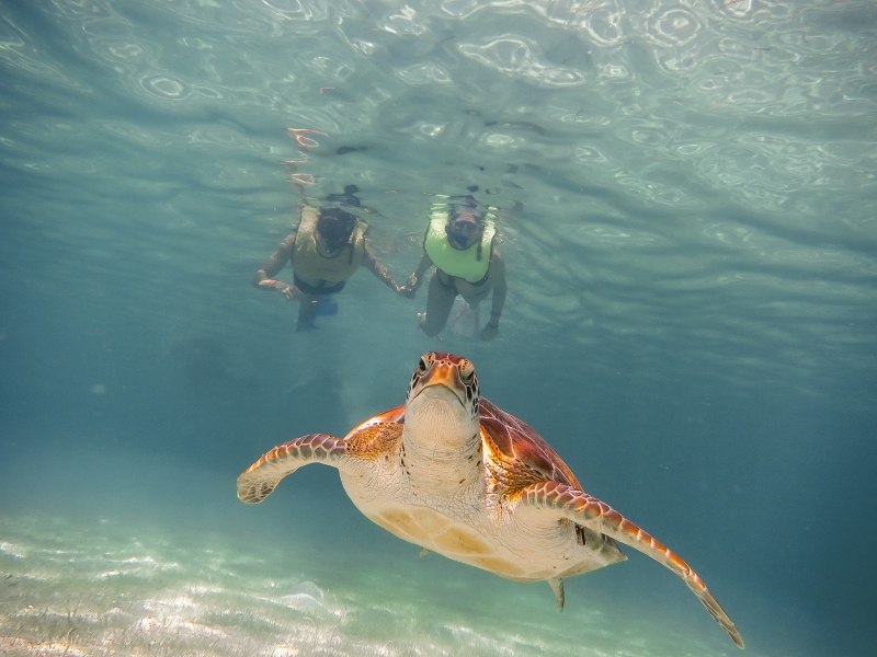 Snorkel Discovery (Tortugas & Cenote)