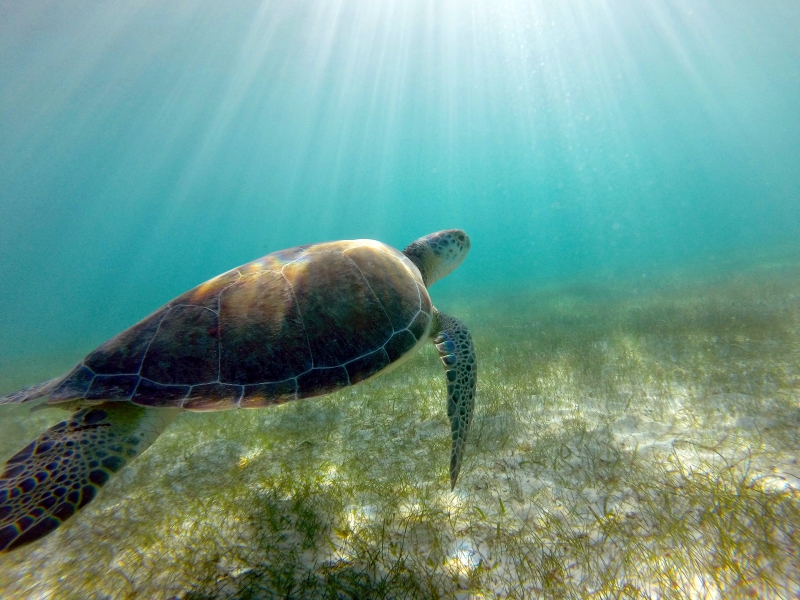 Snorkel Discovery (Tortugas & Cenote)