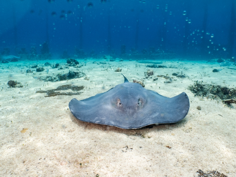 Everybody Loves Rays!