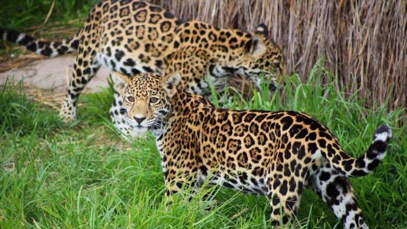 Jaguar Sanctuary and Copalita Archaeological Zone