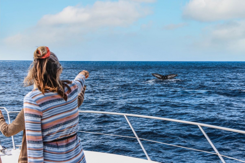 Whale Watching All inclusive