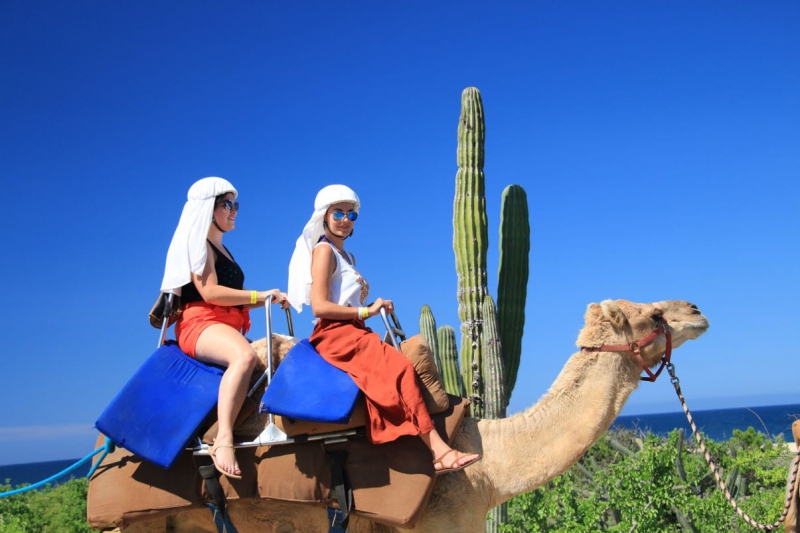 ATV & Camels Combo