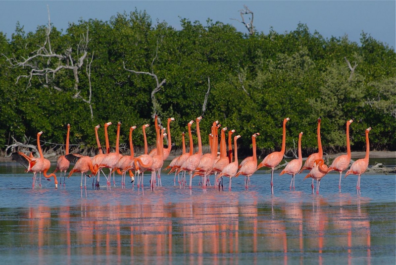 Isla Arena with Flamingos