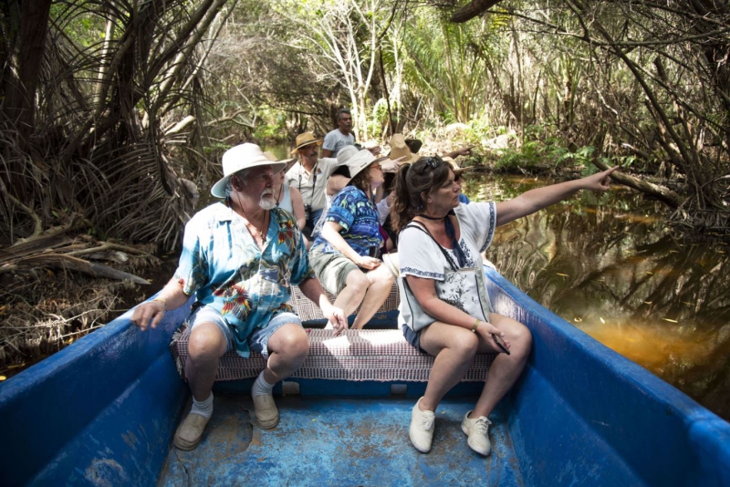 Turtle and mangrove eco tour