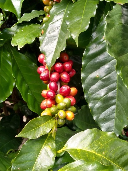 Coffe route, Scent and flavor