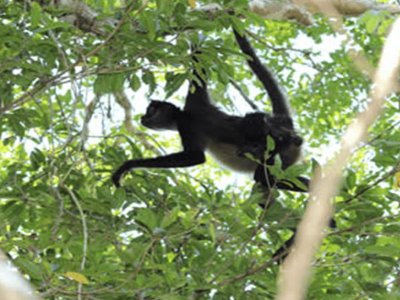 Spider Monkey, Coba and Cenote