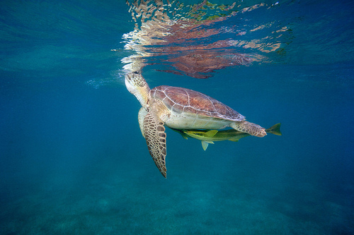Sea Turtle Tour Deluxe Privado