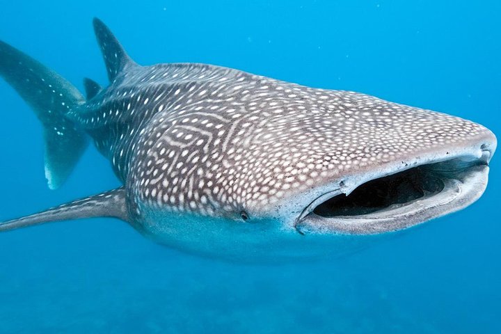 Private Whale Shark