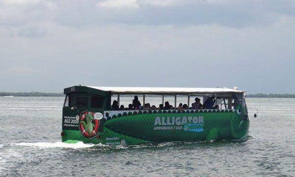 Alligator Tour